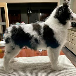 Shetland Sheepdog Puppies from Twilight Shadow Shelties