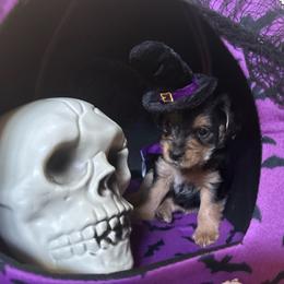 Pumpkin - Black and tan female Morkie puppy in Lawrenceville, Georgia from Georgias Finest Puppies