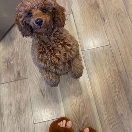 Coton de Tulear and Poodle Puppies from Legacy Pets