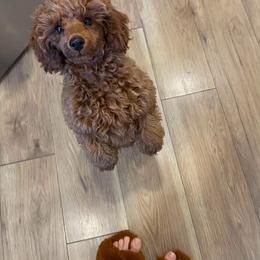 Coton de Tulear and Poodle Puppies from Legacy Pets