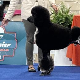 Astro - Poodle