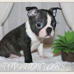 Gilbert - Black and white male Boston Terrier puppy in North Central, Vermont from Windy Valley’s Bostons