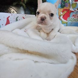 French Bulldog Puppies from Electric City Frenchies
