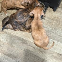 Dachshund Puppies from Witchy Woman’s Wiener’s