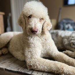 Roo - Goldendoodle