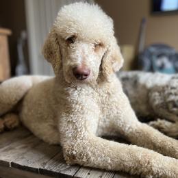 Roo - Goldendoodle
