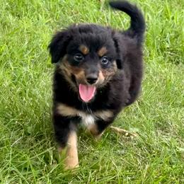 Grumpy - Black tri male Miniature Australian Shepherd puppy in Mc Lean, Illinois from Kickapoo Creek Toy & Mini Aussies