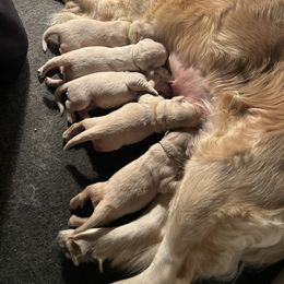 Golden Retriever Puppies from Tupelo Honey Farm's Golden Retrievers
