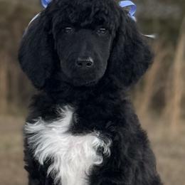 Poodles from Murphy’s Poodles