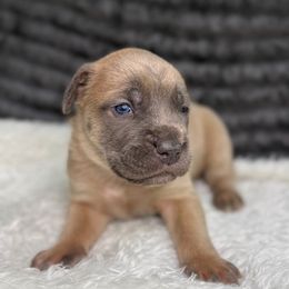 Bramble - Gray and fawn male Cane Corso puppy in Russellville, Missouri from Soaring Royalty Canines LLC