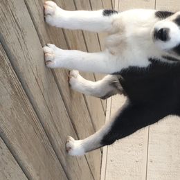 Siberian Husky Puppies from Texas Siberian Husky Kennels (TSHK)