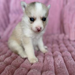 Meadow - Merle female Pomsky puppy in Aberdeen, Idaho from Willow Creek Cresteds