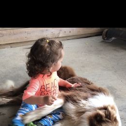 Border Collie All Grown Up from Mccurry Farms