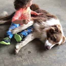 Border Collie All Grown Up from Mccurry Farms