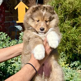 No name yet - Sable and white male Shetland Sheepdog puppy in Trenton, Michigan from Leigh Hi Shelties