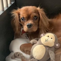 Bernedoodles, Cavapoos, Goldendoodles, and Schnoodles from Doodle Kin