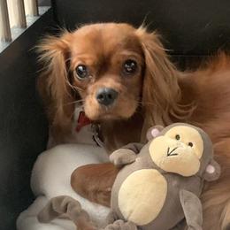 Bernedoodles, Cavapoos, Goldendoodles, and Schnoodles from Doodle Kin