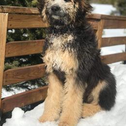 Aussiedoodles, Bernedoodles, Cockapoos, and Goldendoodles from Puppy Love Doodles