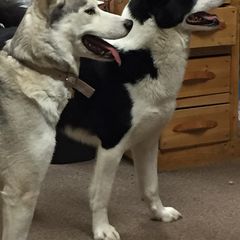Sporty Mixes from Jennifer's Pups