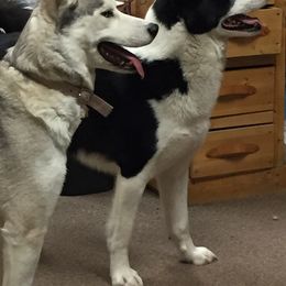 Sporty Mixes from Jennifer's Pups
