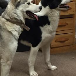 Sporty Mixes from Jennifer's Pups
