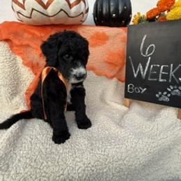 Red - Black and white male Sheepadoodle puppy in Whittier, California from HOUSE OF DOODLES