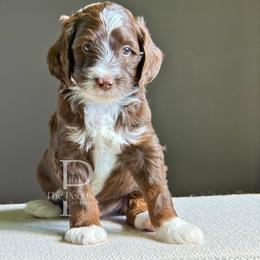 Flint - Brown and white male Bernedoodle puppy in Tulsa, Oklahoma from The Poodle Co. Raising Doodles & Poodles