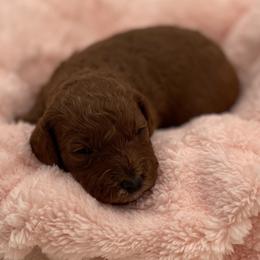 Luna - Red  female Goldendoodle puppy in Kansas City, Kansas from Bella & Ivy’s Mini Goldendoodles of KC