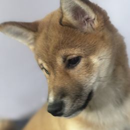 Dachshunds and Shiba Inu from TKO Doxies
