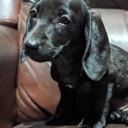 Dachshund Puppies from Valhallah Farms