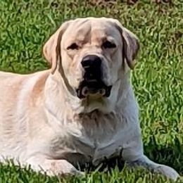 Keg - Labrador Retriever