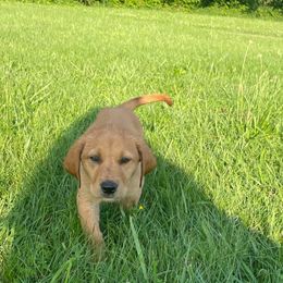 Watson - Yellow male Labrador Retriever puppy in Mineral, Virginia from Canine Assist