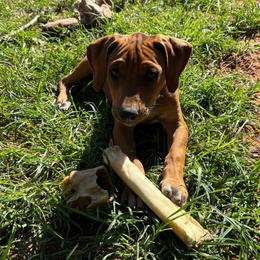 Caramel - Red wheaten female Rhodesian Ridgeback puppy in Carney, Oklahoma from River Run Parson Russell terriers & River Run Ridgebacks
