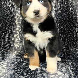 Miniature Australian Shepherd and Toy Australian Shepherd Puppies from Pistol Paws Aussies
