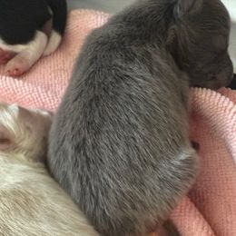 Blue girl - Blue female Pomeranian puppy in Buffalo, New York from Buffalo Pomeranians 716