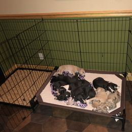 Whippet Puppies from Wise Heart Whippets