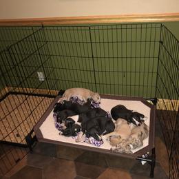 Whippet Puppies from Wise Heart Whippets