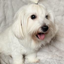 Taffy - Coton de Tulear