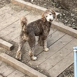 Flora - Brown and white female Aussiedoodle puppy in Anchorage, Alaska from Covington Acres
