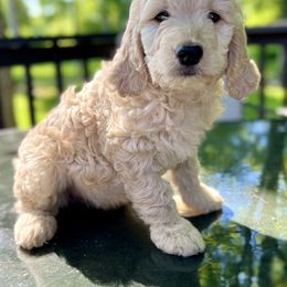 Goldendoodle Puppies from Royal Goldendoodles Doodle Lovers