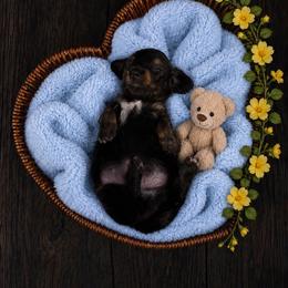 Whitley - Black and tan male Dachshund puppy in Richmond, Virginia from Paw Prints