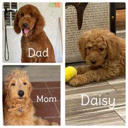 Goldendoodle All Grown Up from Lake Erie Puppies