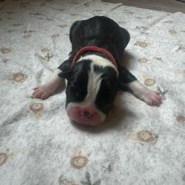 Red collar - Black and white female Boston Terrier puppy in Winnie, Texas from Tina Terry's Boston Terriers