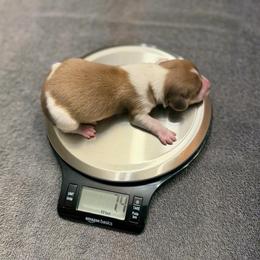 Cream Piebald Boy AKC LIMITED - Piebald male Dachshund puppy in Pauls Valley, Oklahoma from Simply Happy Dachshunds