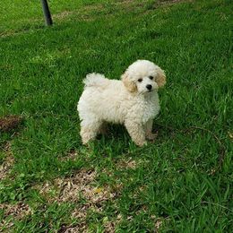 Poodle Puppies from Honey Valley Poodles