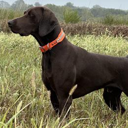 Wes - German Shorthaired Pointer