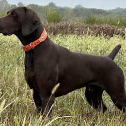 Wes - German Shorthaired Pointer