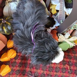 Shih Tzu Puppies from P&B Tzu Tribe