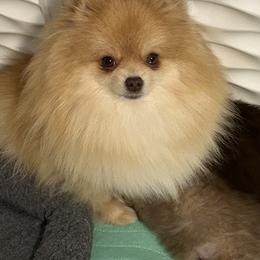 Thelma - Chocolate sable female Pomeranian puppy in Clinton, Maine from Pristine Poms