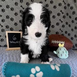 Roosevelt - Black and white male Sheepadoodle puppy in Glen Rose, Texas from Clevenger’s Sheepadoodle Fur Baby Farm